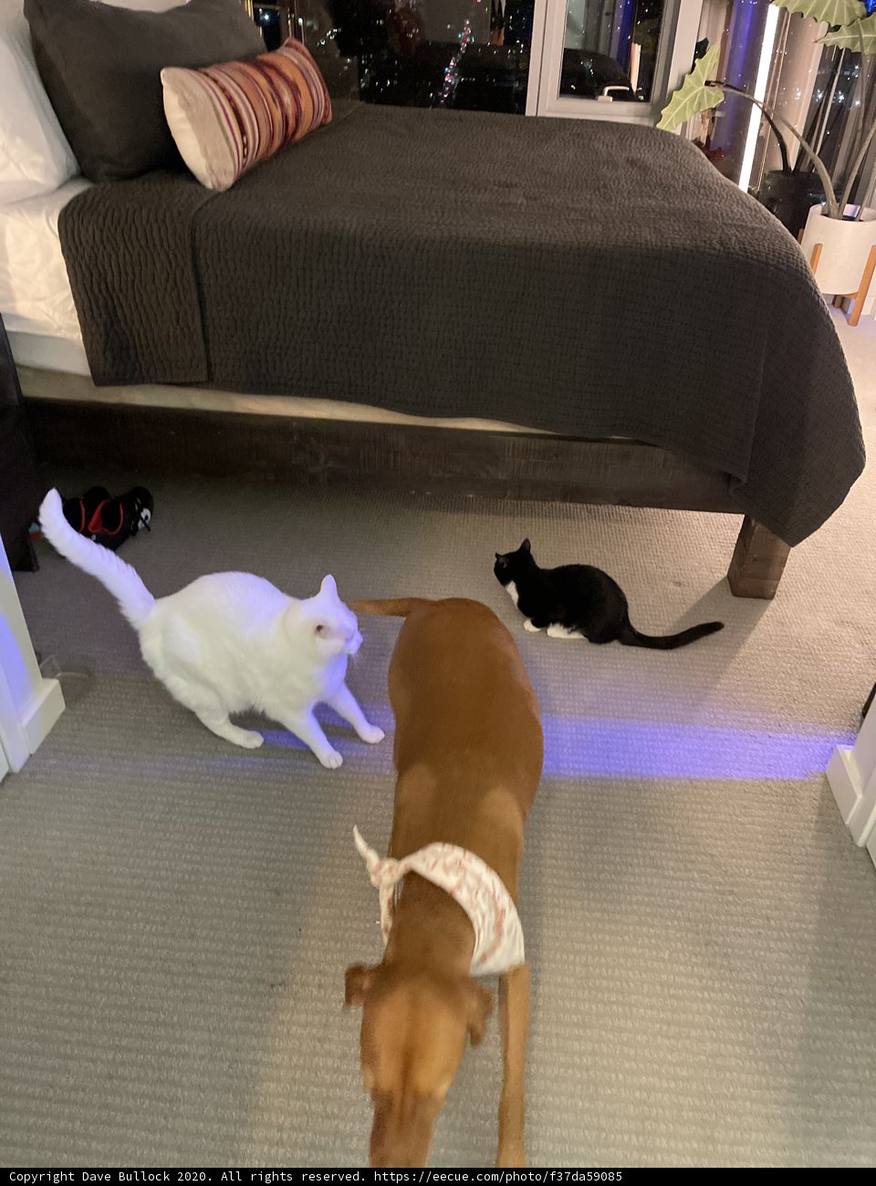 Furry Friends' Carpet Walk