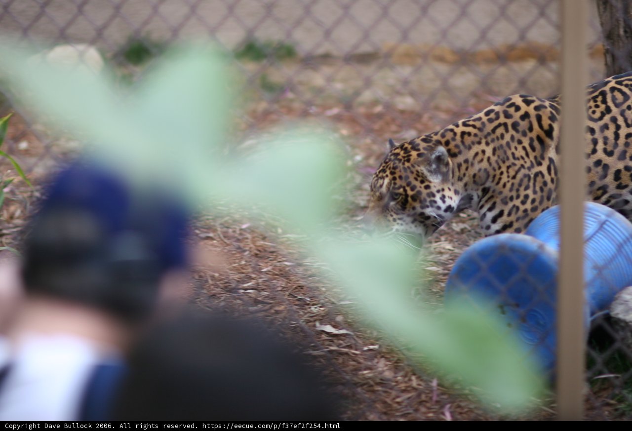 Captive Beauty of the Wild