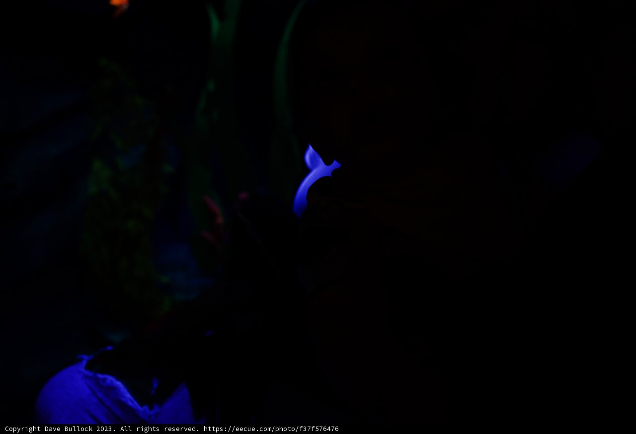 Enchanted Ocean Adventure