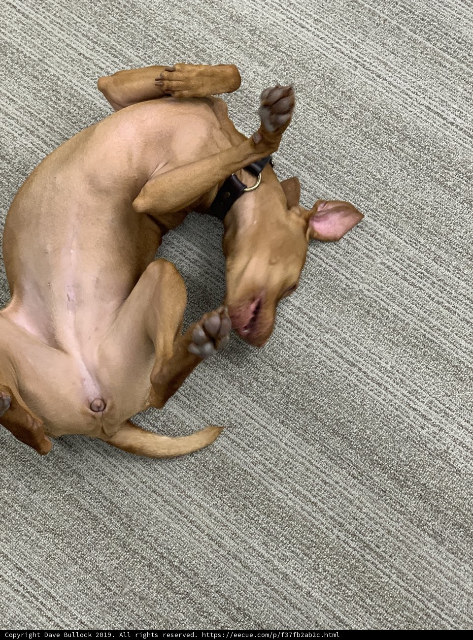 Pawsitively Rolling