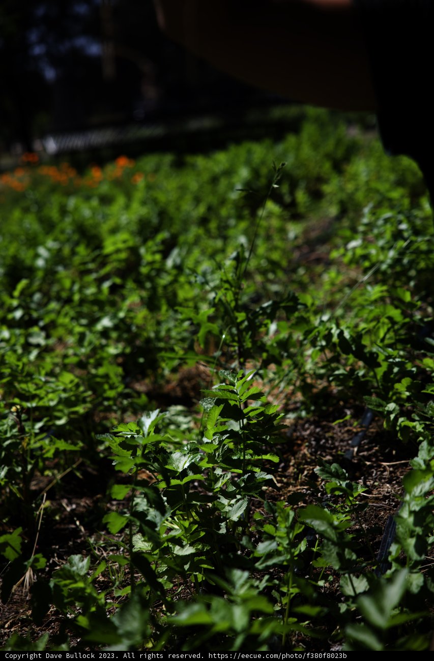 A Green Conversation Amidst Nature