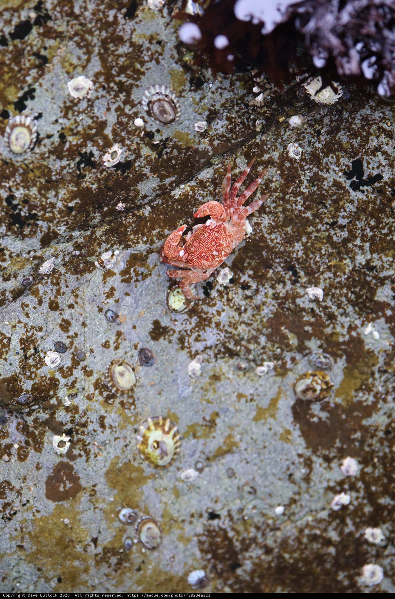 Crimson Crab Navigates Barnacle-Studded Tidal Rock
