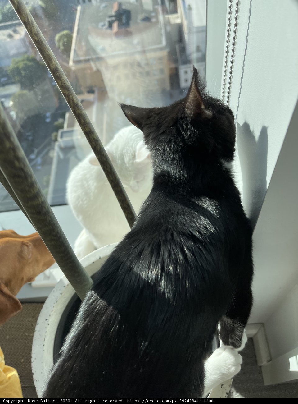 Gazing Out the Window