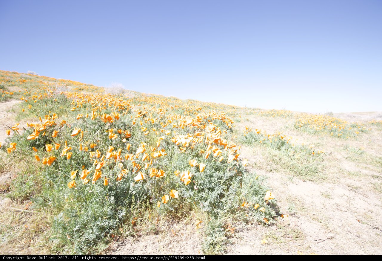 Orange Blooms in the Open Field