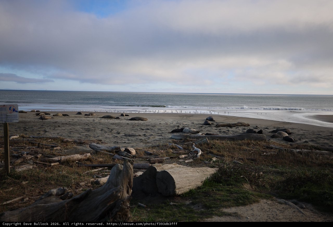 Elephant Seals Resting at Drakes Beach at Dusk