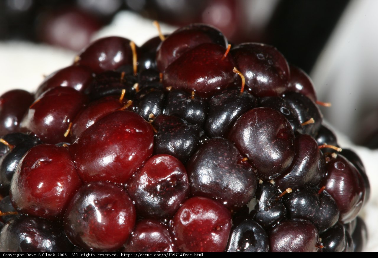 Sweet and Juicy Blackberry