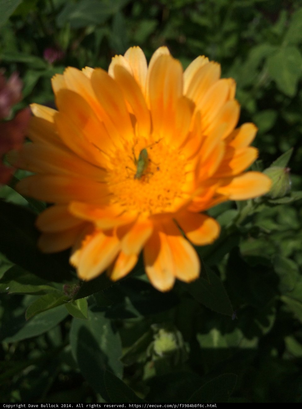 Daisy Bug