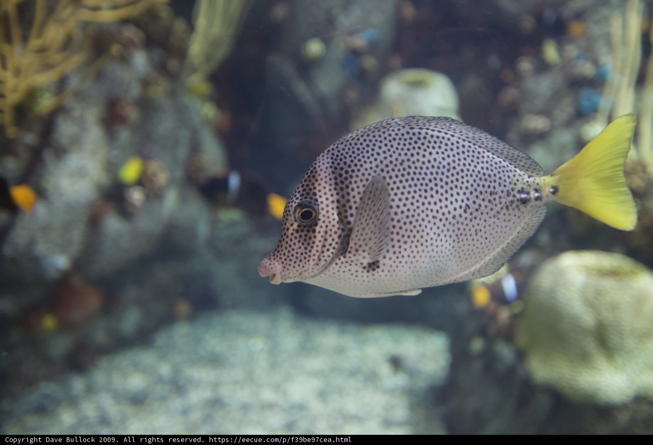 Striped Angelfish in the Aquarium