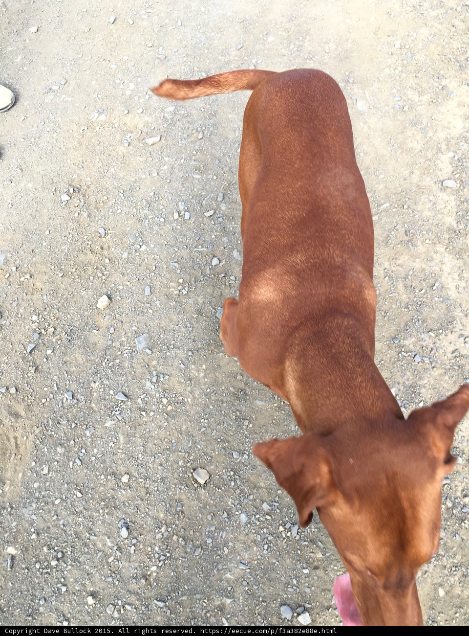Dog Trail Portrait