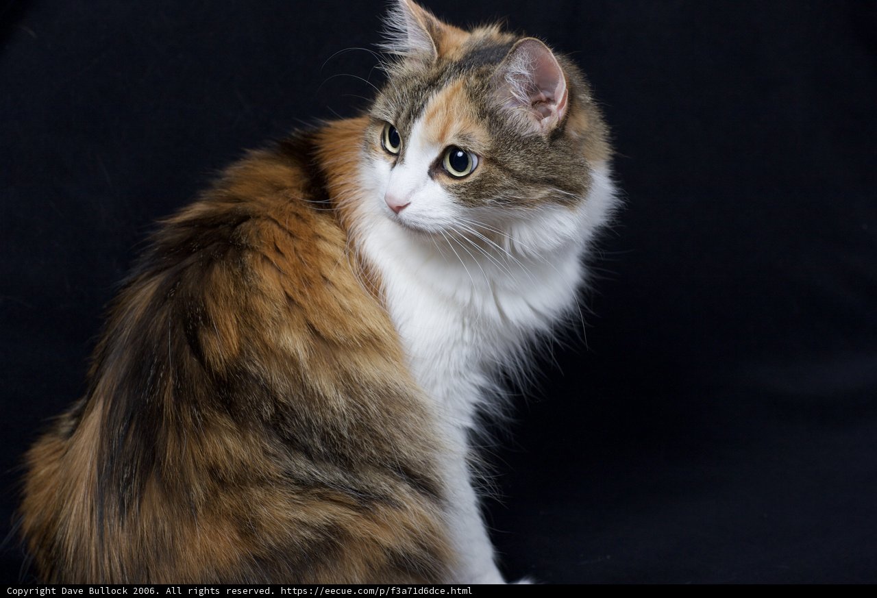 Calico Cat on a Dark Canvas