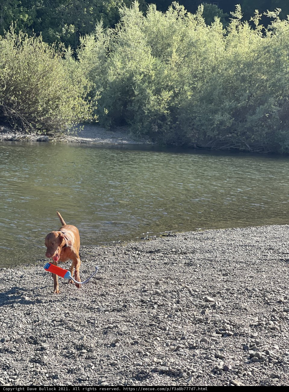 Water Playtime with Man's Best Friend