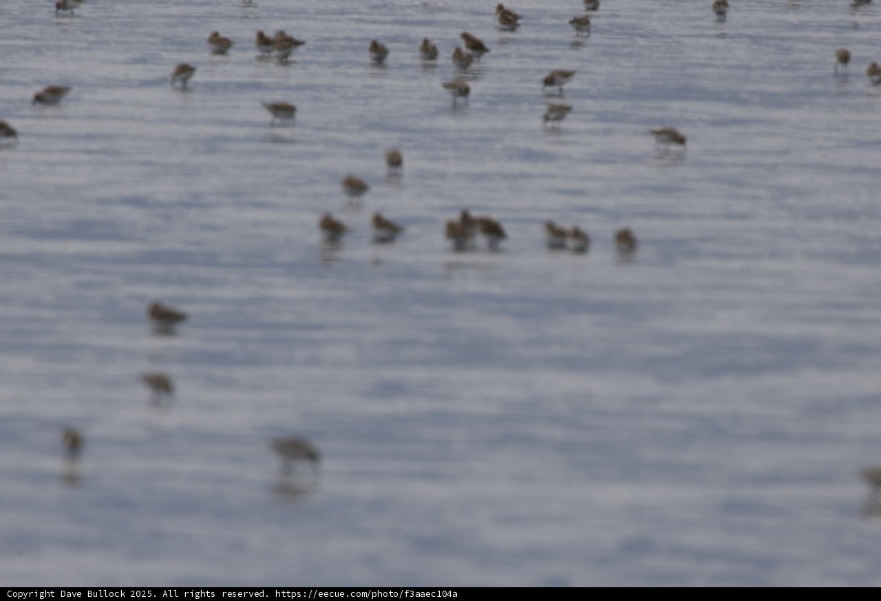 Dance of the Shorebirds