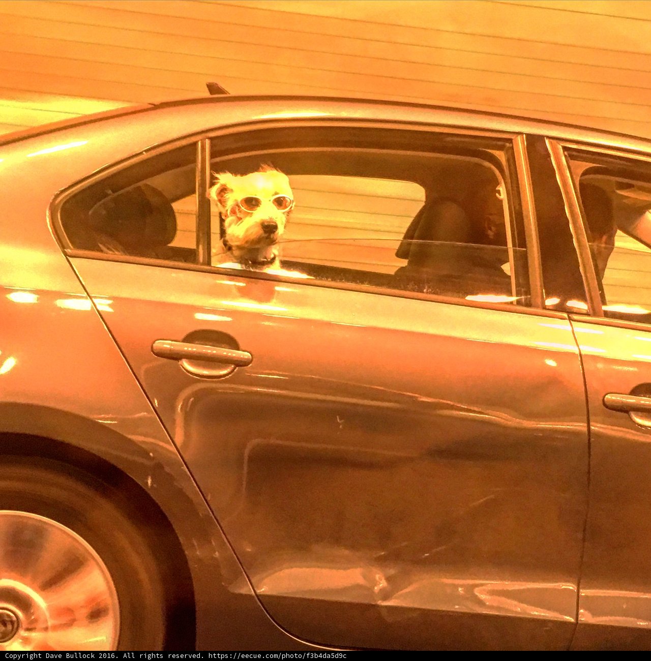 Canine on the Drive