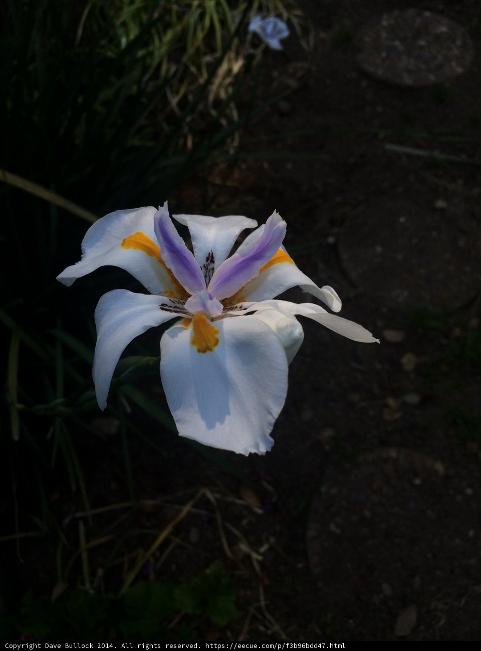 White and Purple Lily Blooming in Altadena