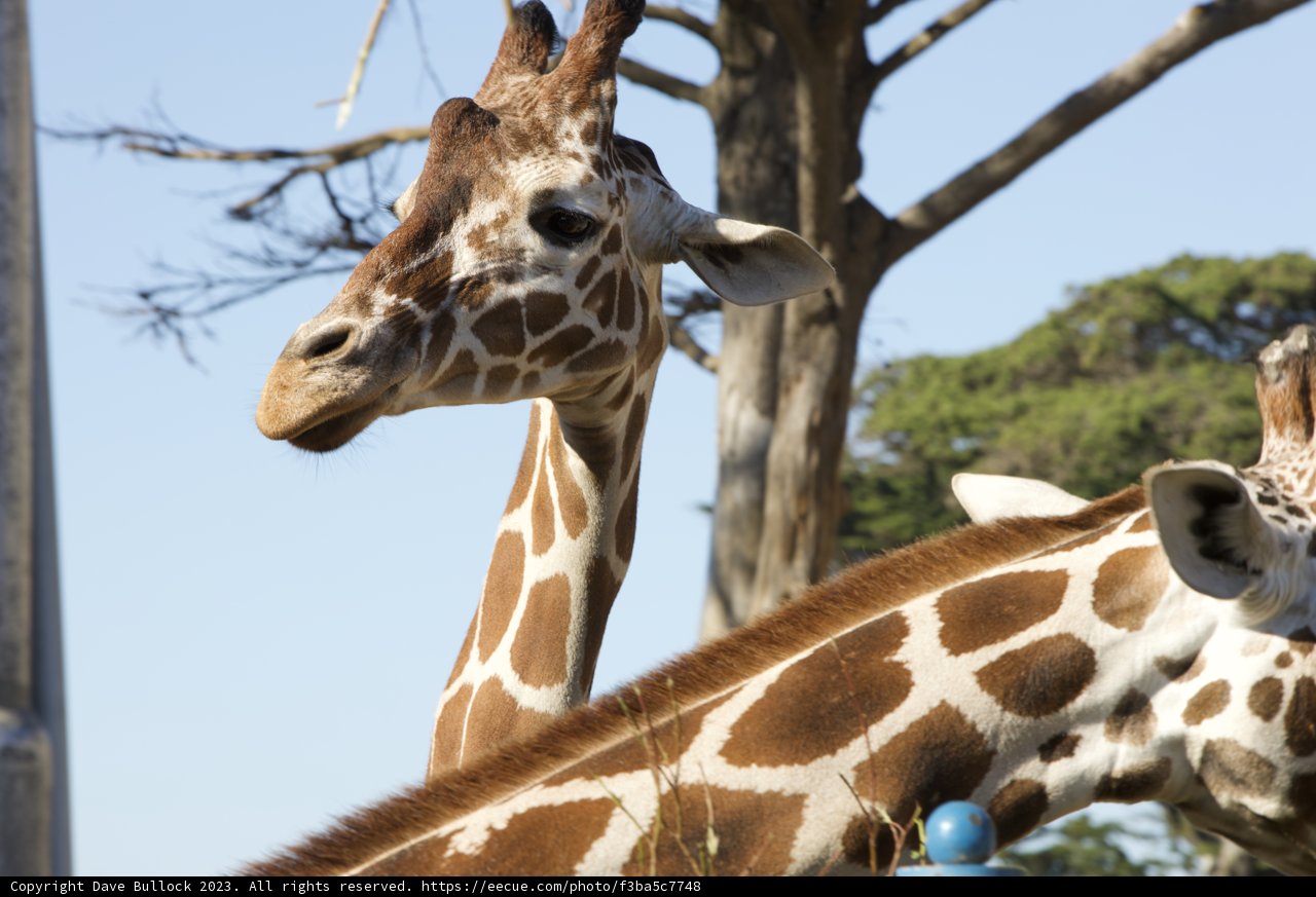 A Serene Day with Giraffes at SF Zoo