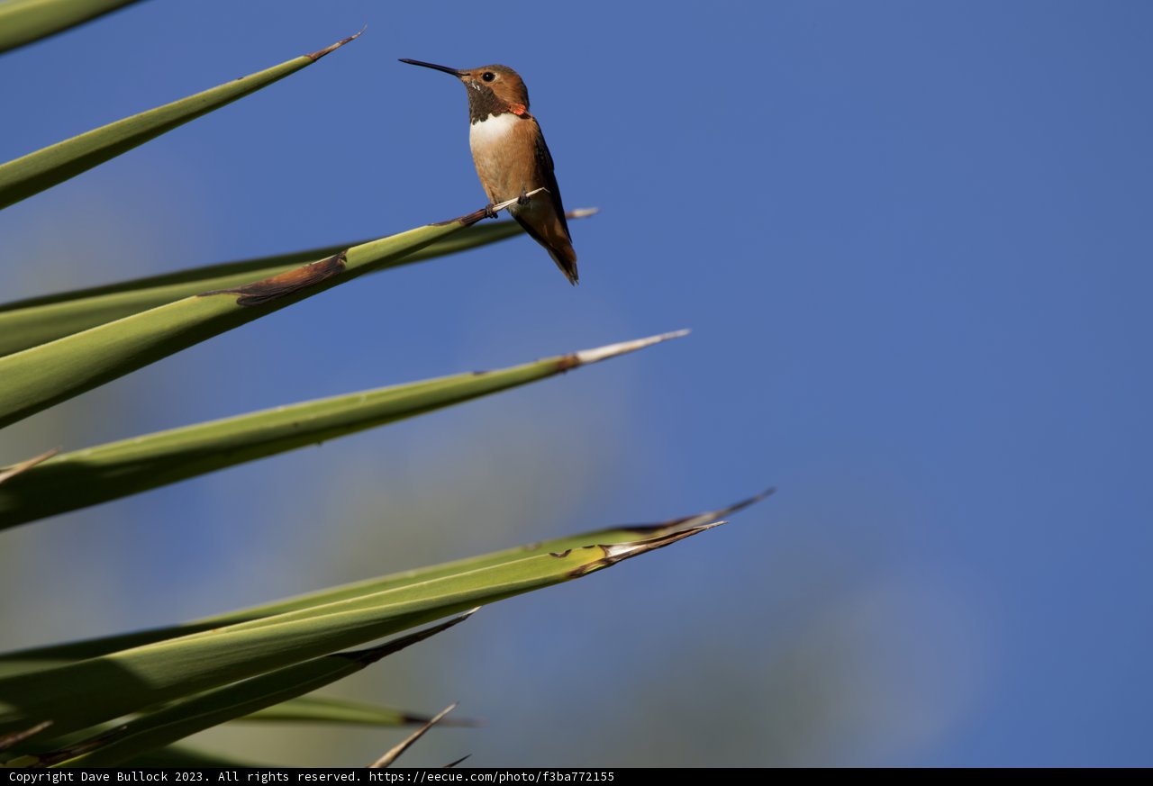 Hummingbird Haven