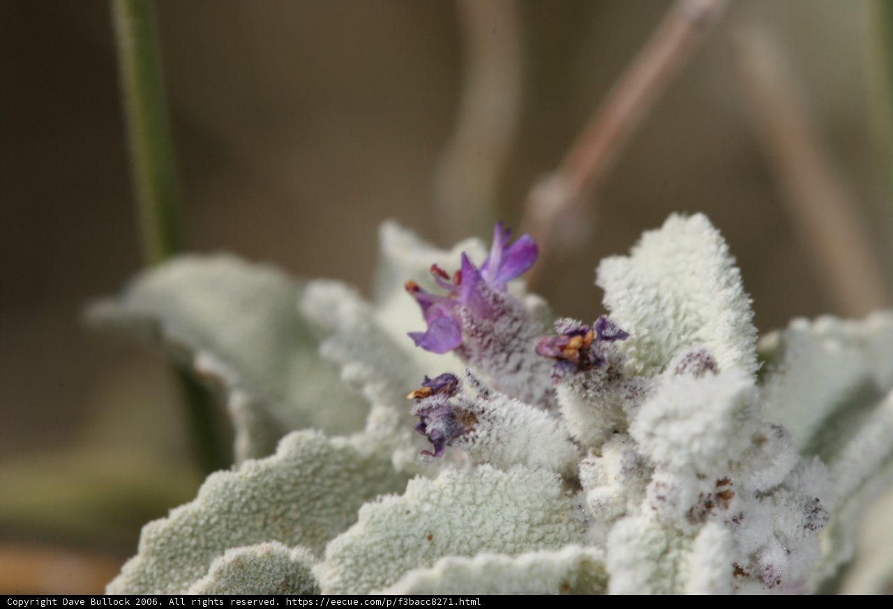 Purple Geranium Blossom