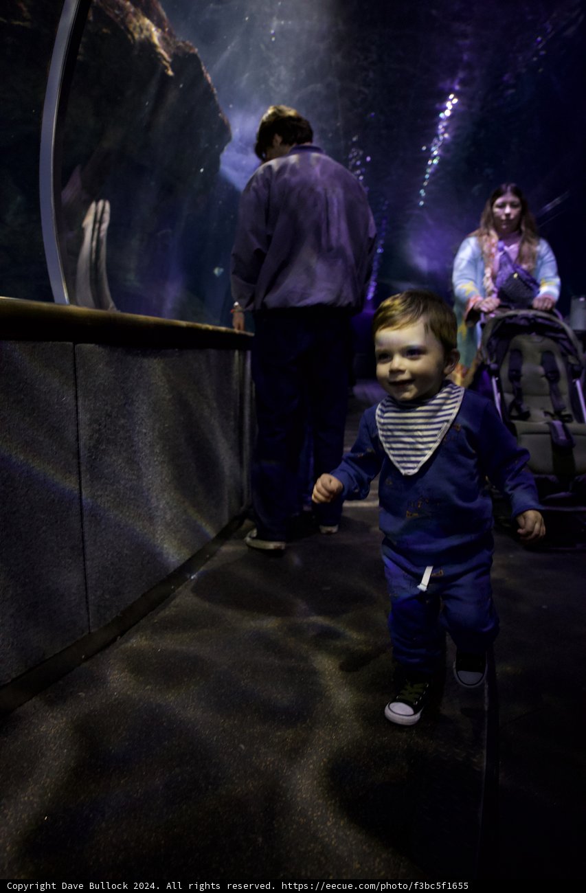 Marveling at the Underwater World: Aquarium Day 2024