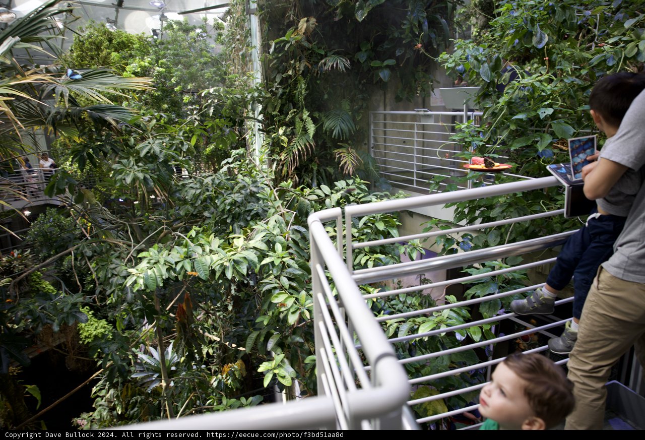 Discovering Nature: A Morning in the Rainforest