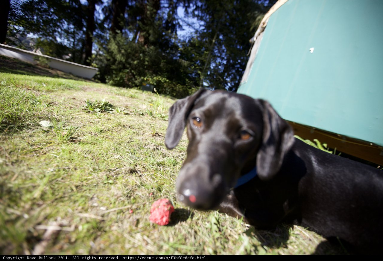Playtime in the Garden