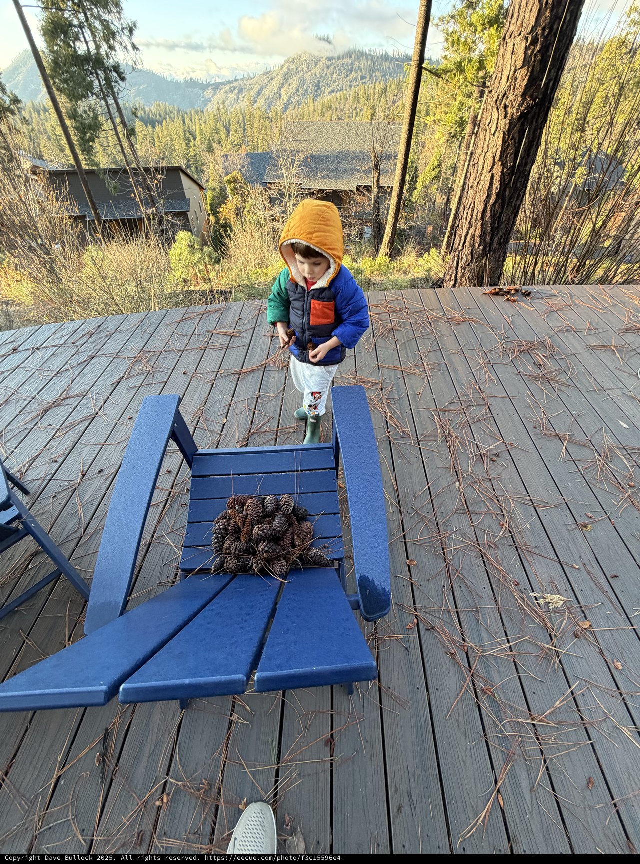 Little Explorer Collects Pine Cones on Mountain Deck