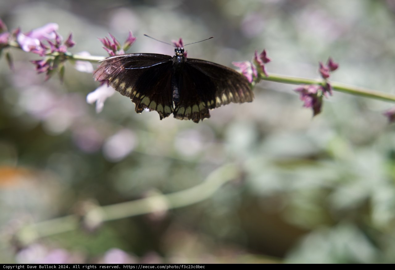 Nature's Birthday Guest