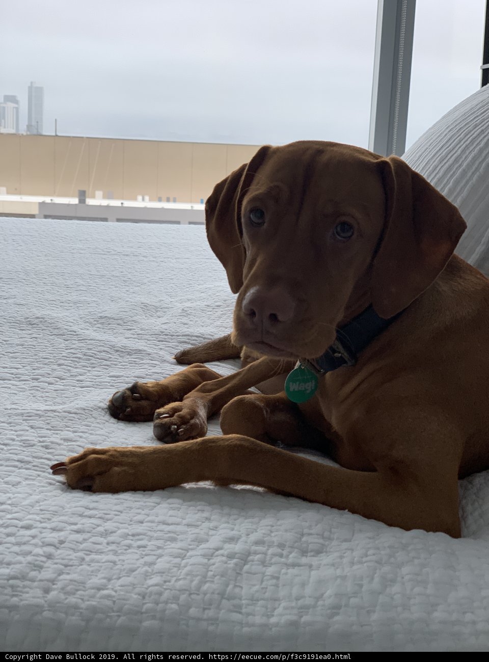 Lazy Day Pup