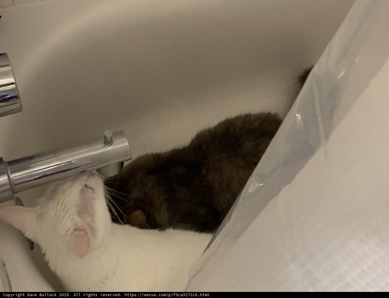 Bathtime with the Feline Friend