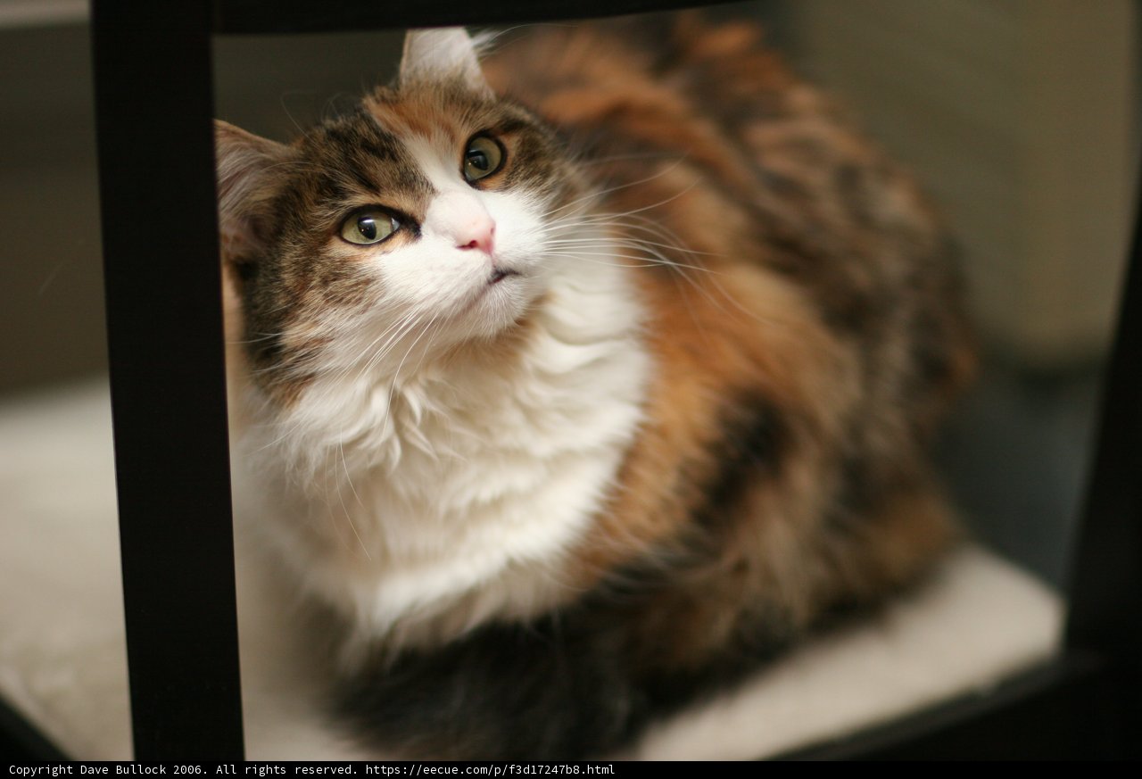 Regal Manx Cat Poses on Chair