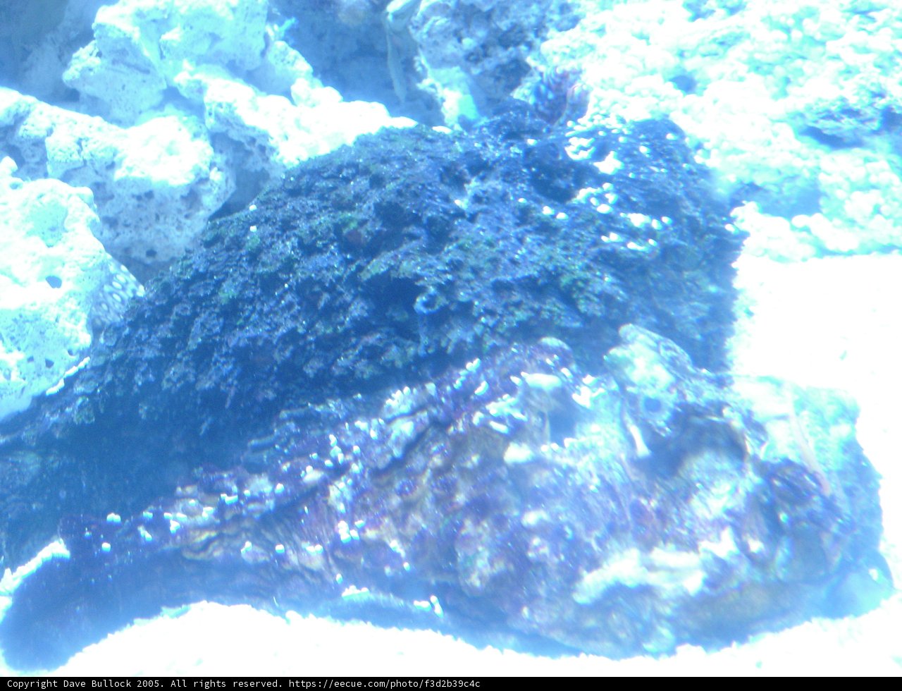 A Vibrant Coral Reef Ecosystem