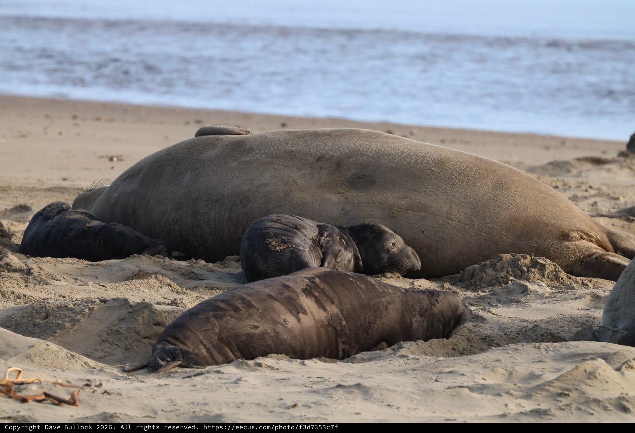 Elephant Seal Family Resting on Drakes Beach