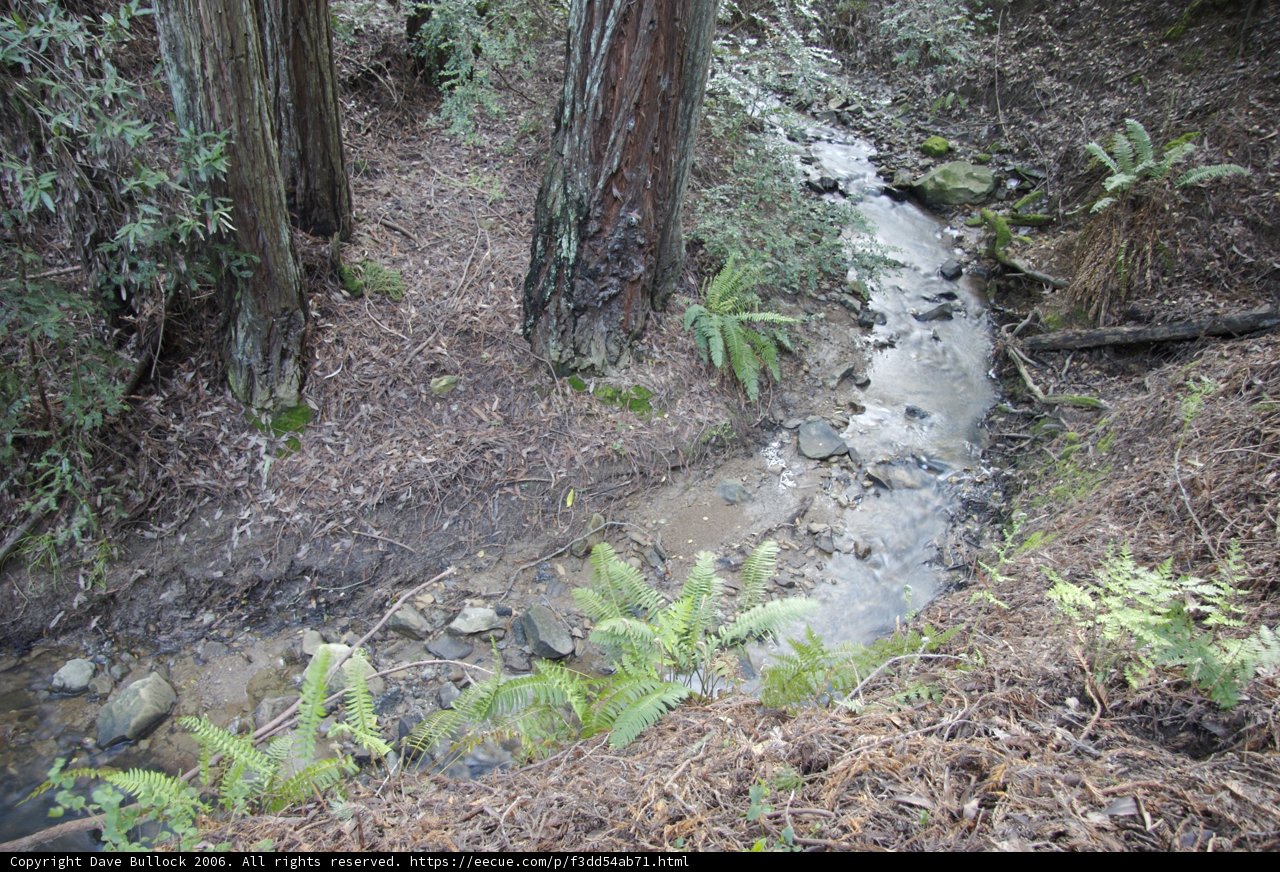 Serene Stream in the Heart of the Woods