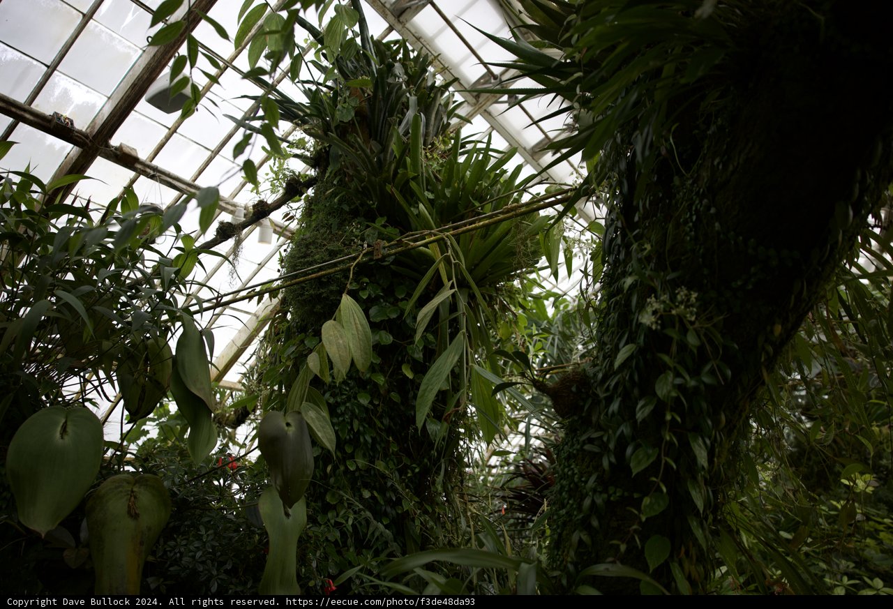 Bountiful Greenery in the Heart of the Golden Gate Park Conservatory