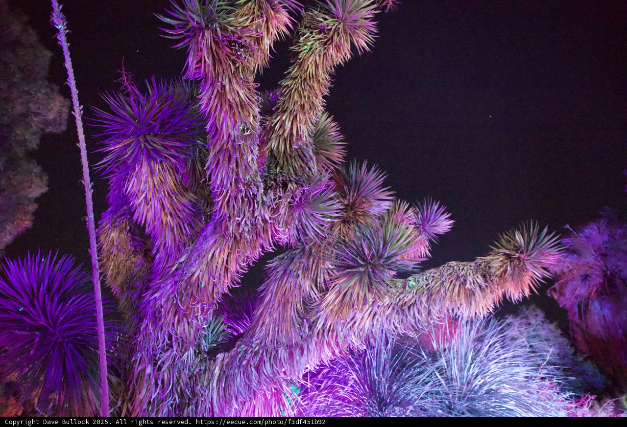 Luminescent Extravaganza