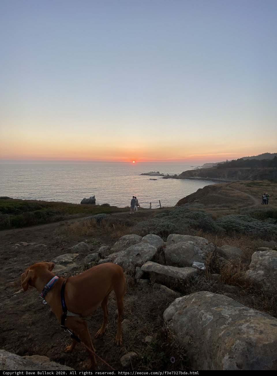 The Canine Explorer