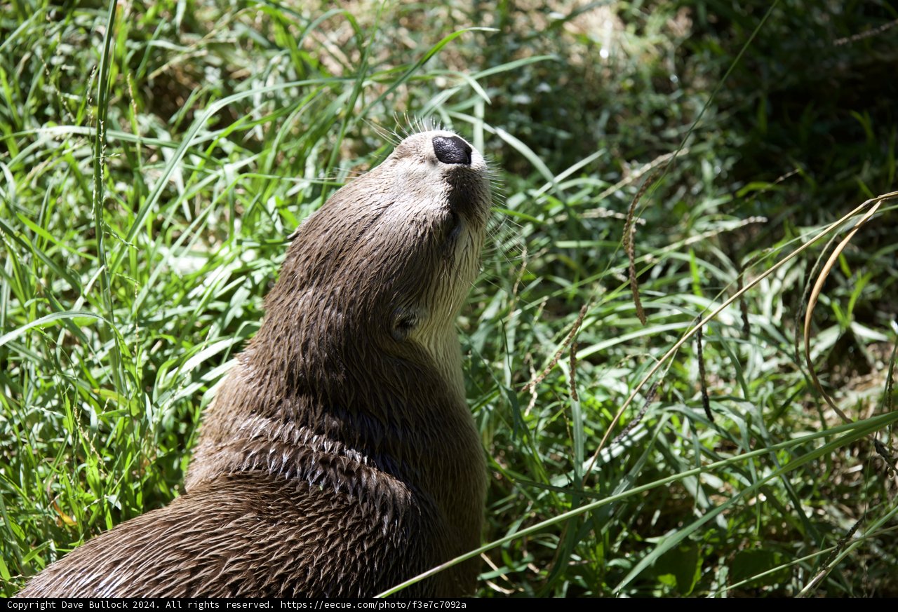 Serene Moments in the Grass
