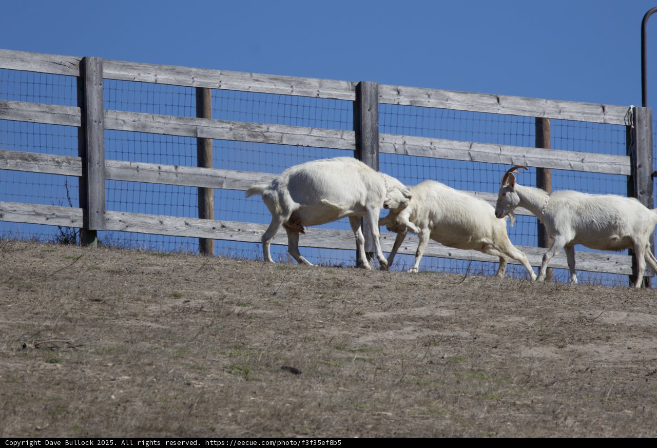 Pastoral Playfulness