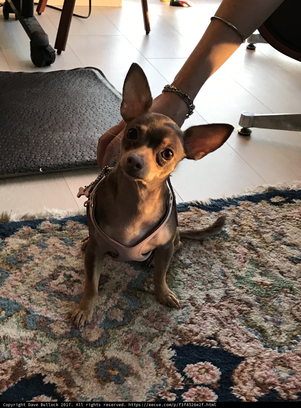 A Furry Companion at Home