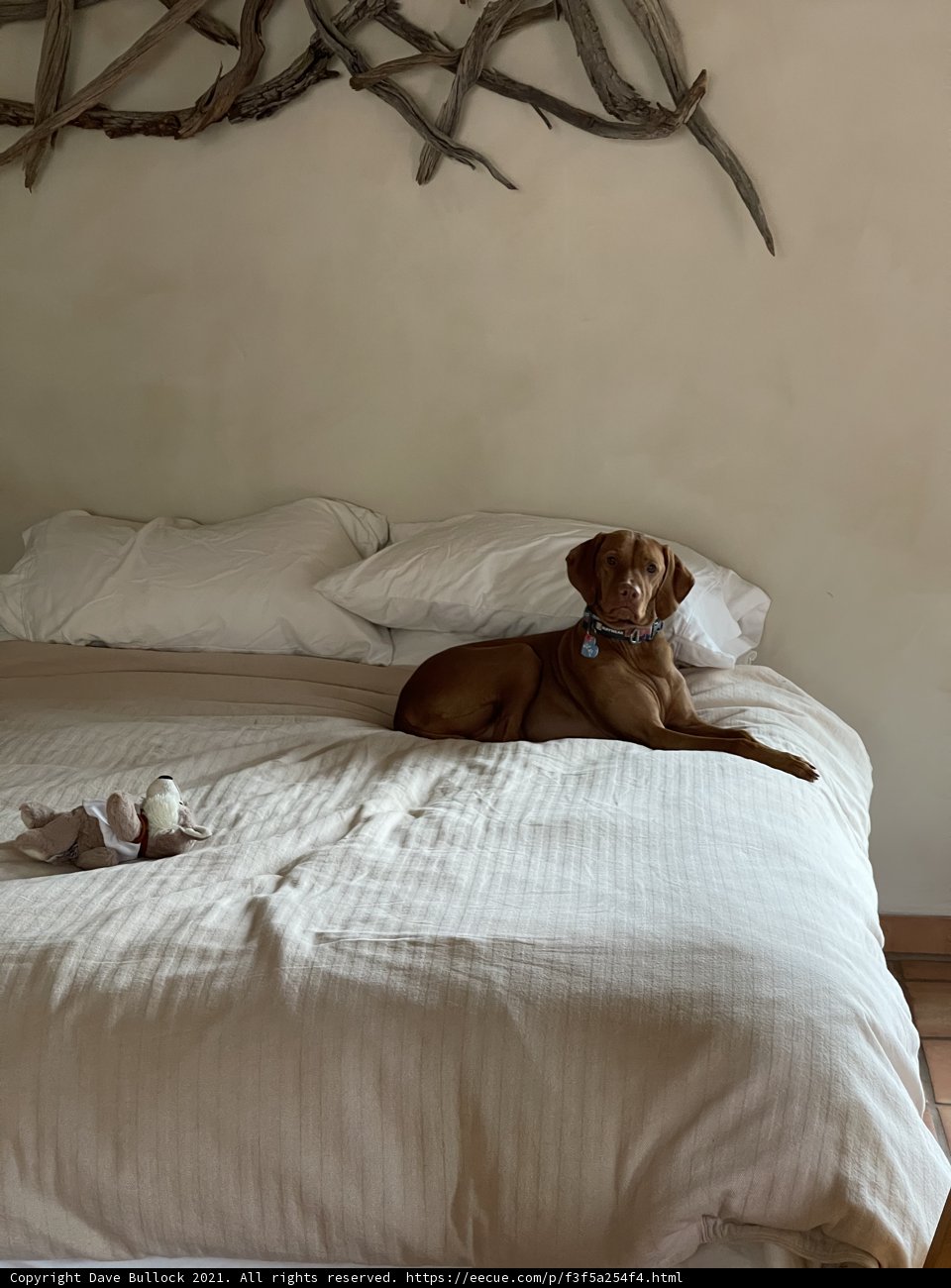 Canine Nap Time