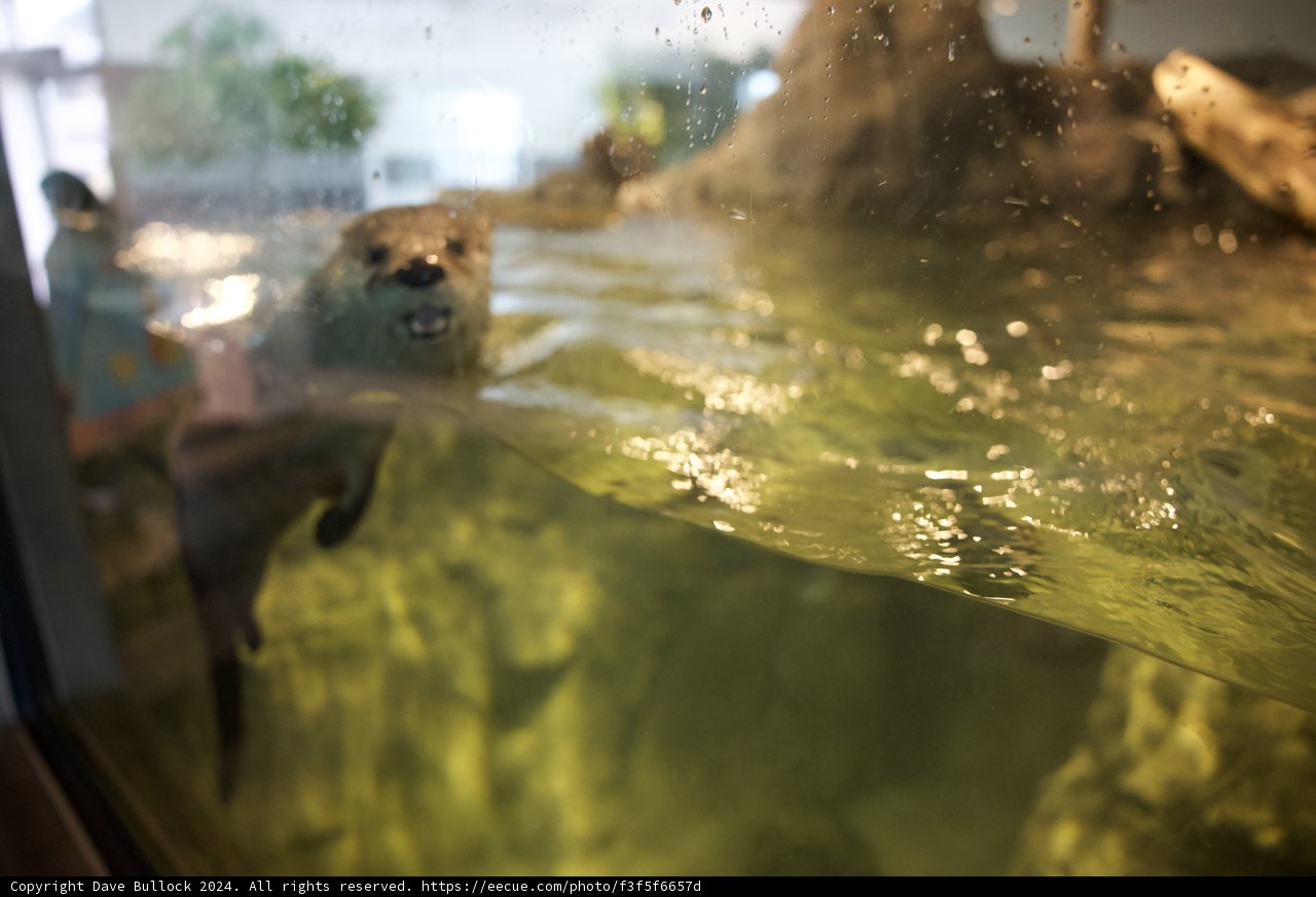 Aquatic Charisma: The Sea Otter at San Francisco Zoo