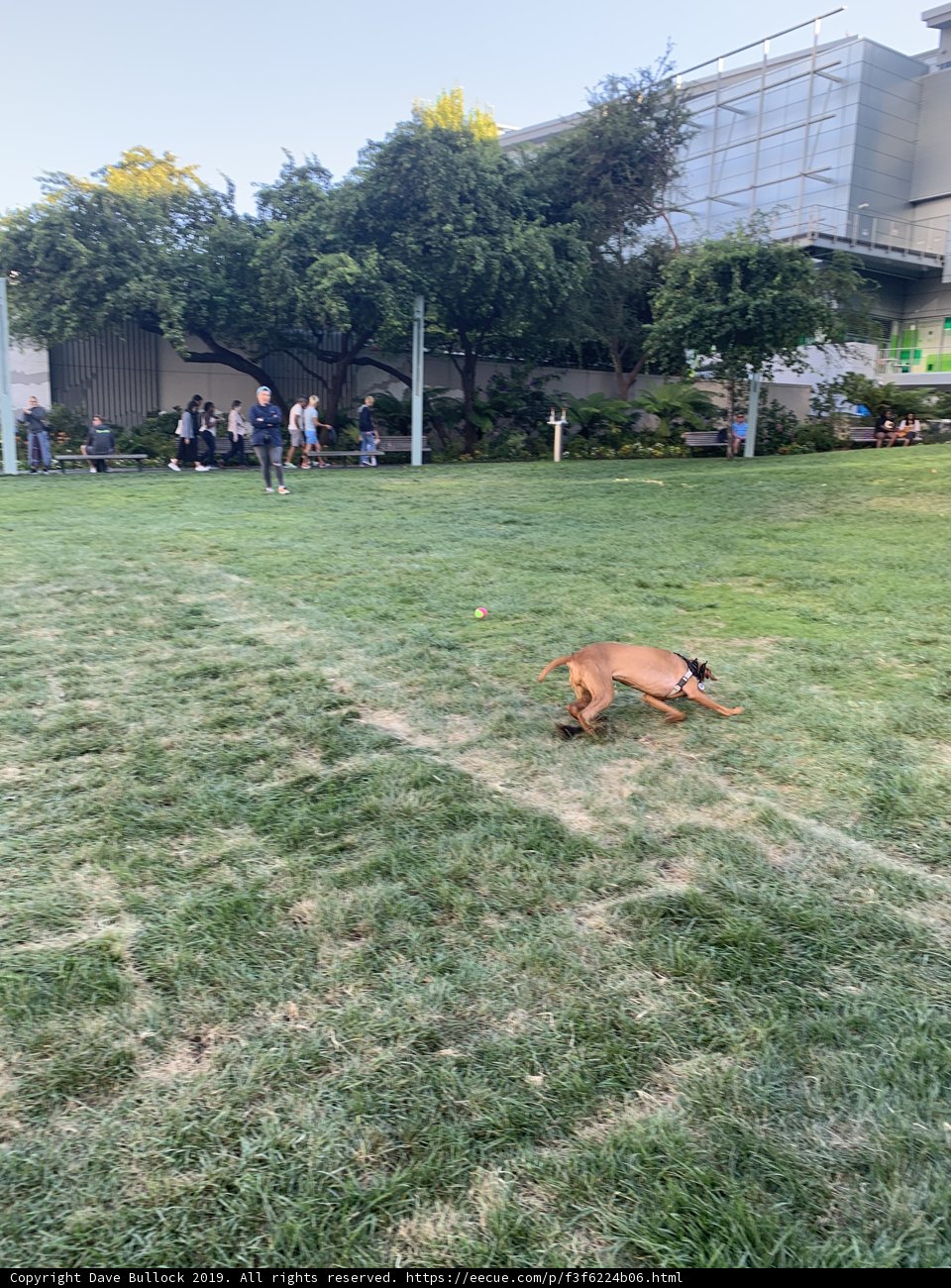 Frisbee Fun in the California Sun