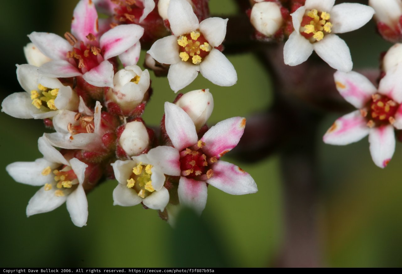 Pink and White Blossoms in Bloom