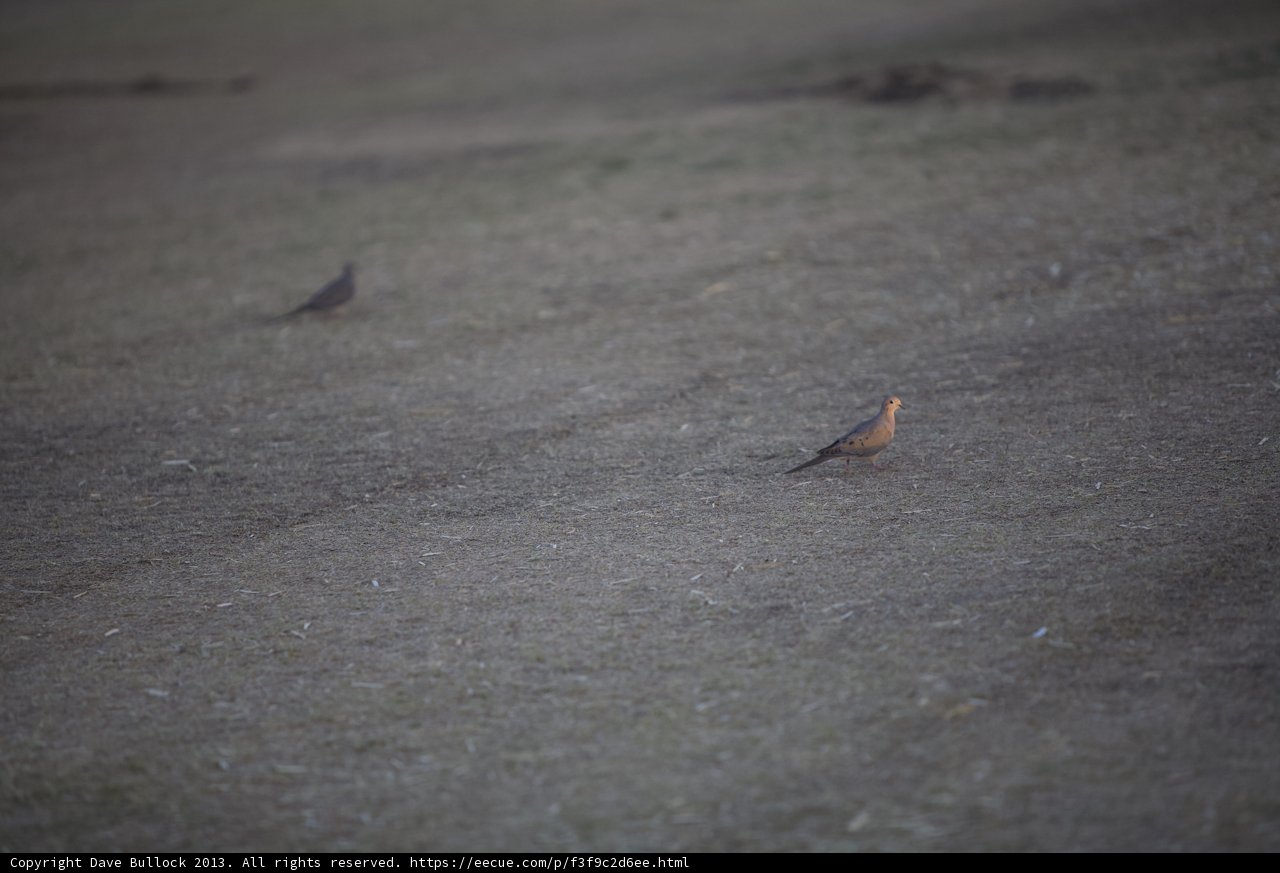 Birds on the Tarmac
