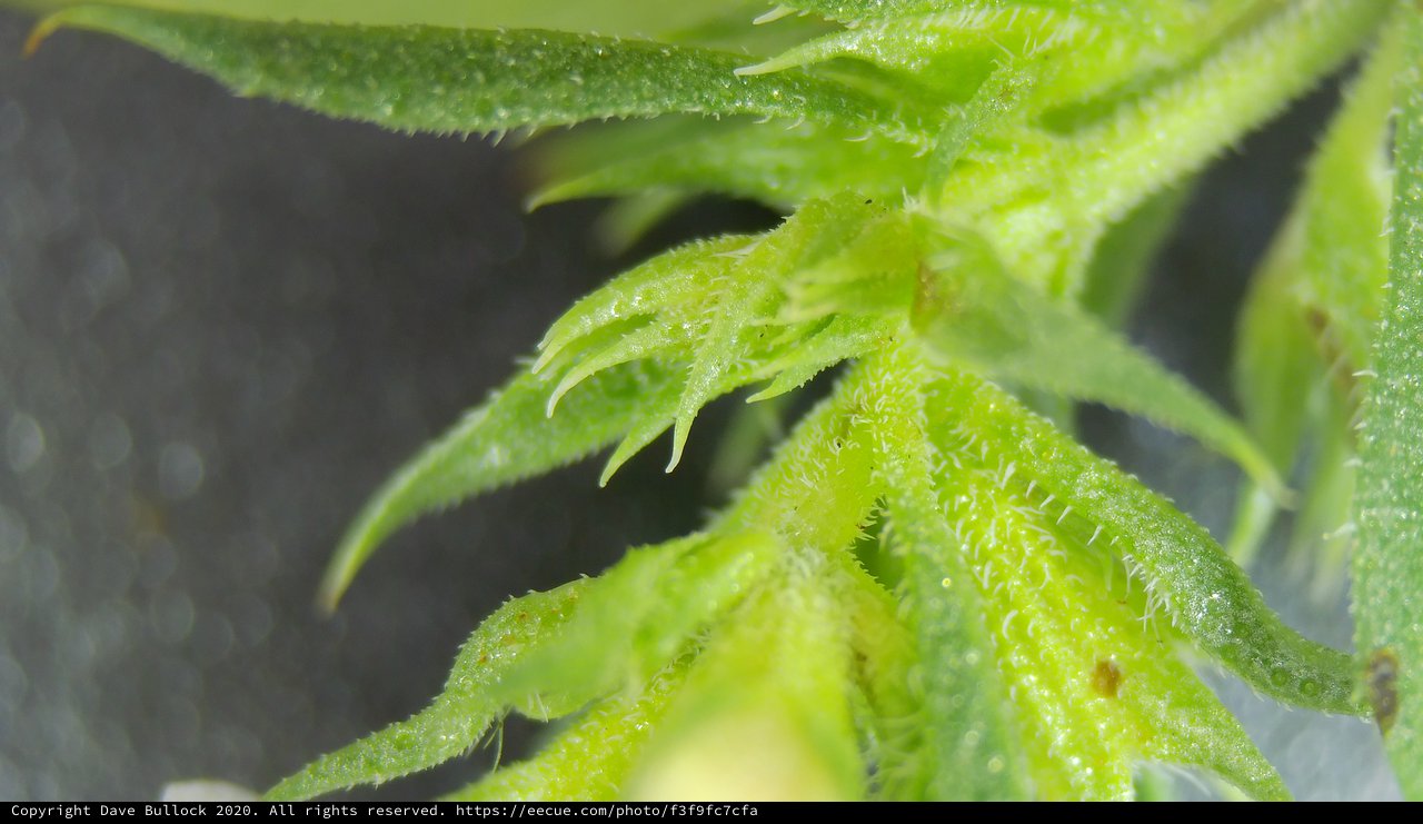 Extreme Macro: Cannabis Plant Trichomes and New Growth