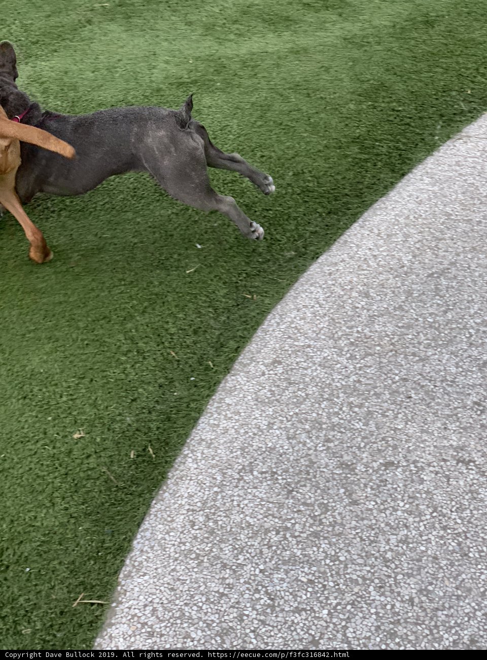 Playtime on the Green