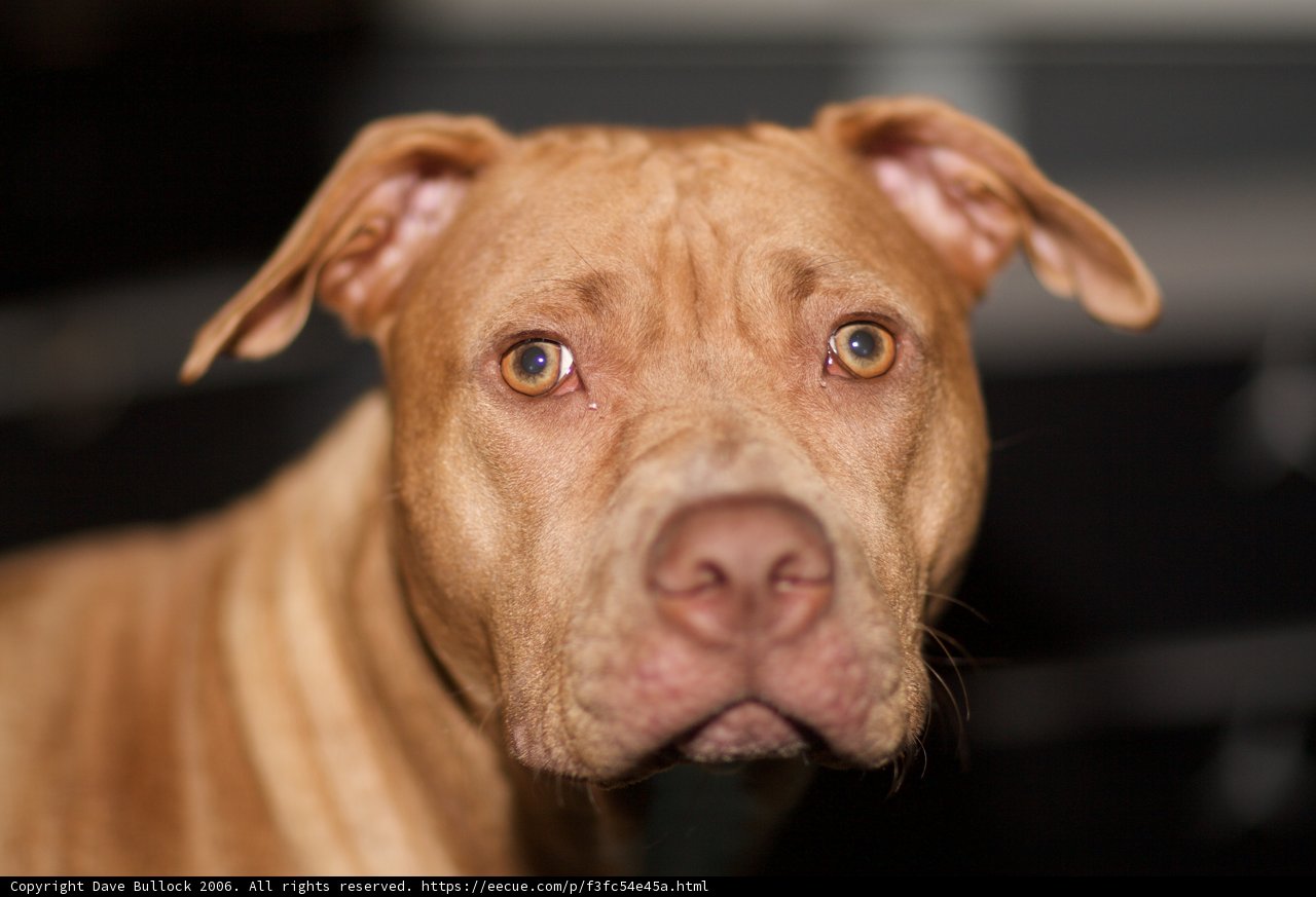 Pitbull Pup with Puppy Eyes