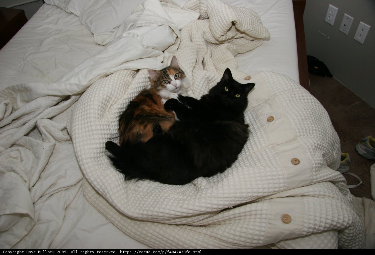 Cozy Cats