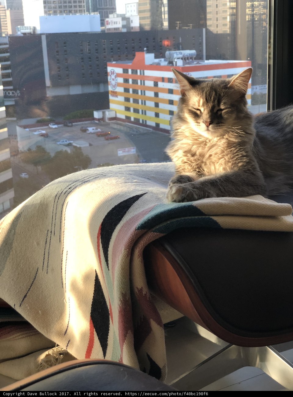 Cozy Feline by the Window