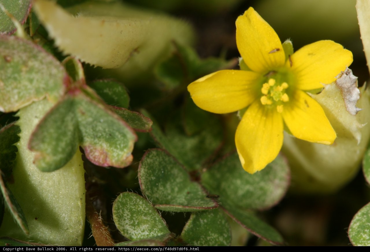 Spring's Delight