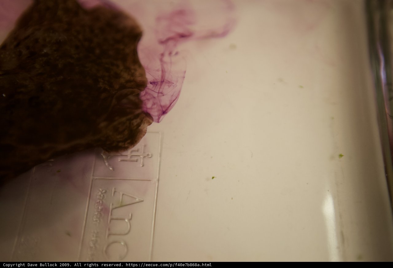 The Stain